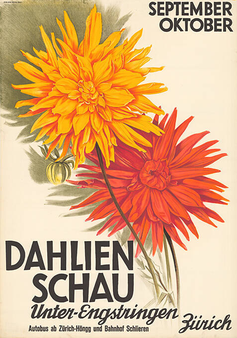 Dahlien Schau, Unter-Engstringen, Zürich